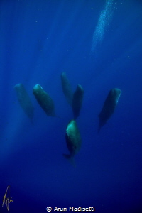 Sleeping giants. Pod of sleeping Sperm whale, taken under... by Arun Madisetti 